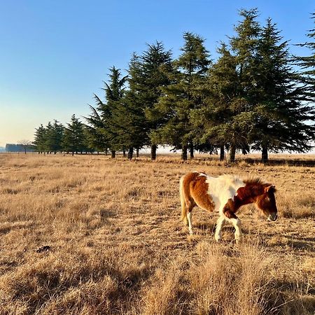Merino Stal Guest Farm Ermelo Esterno foto