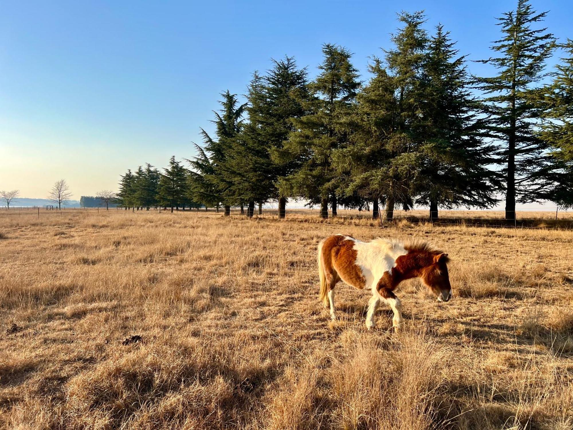 Merino Stal Guest Farm Ermelo Esterno foto