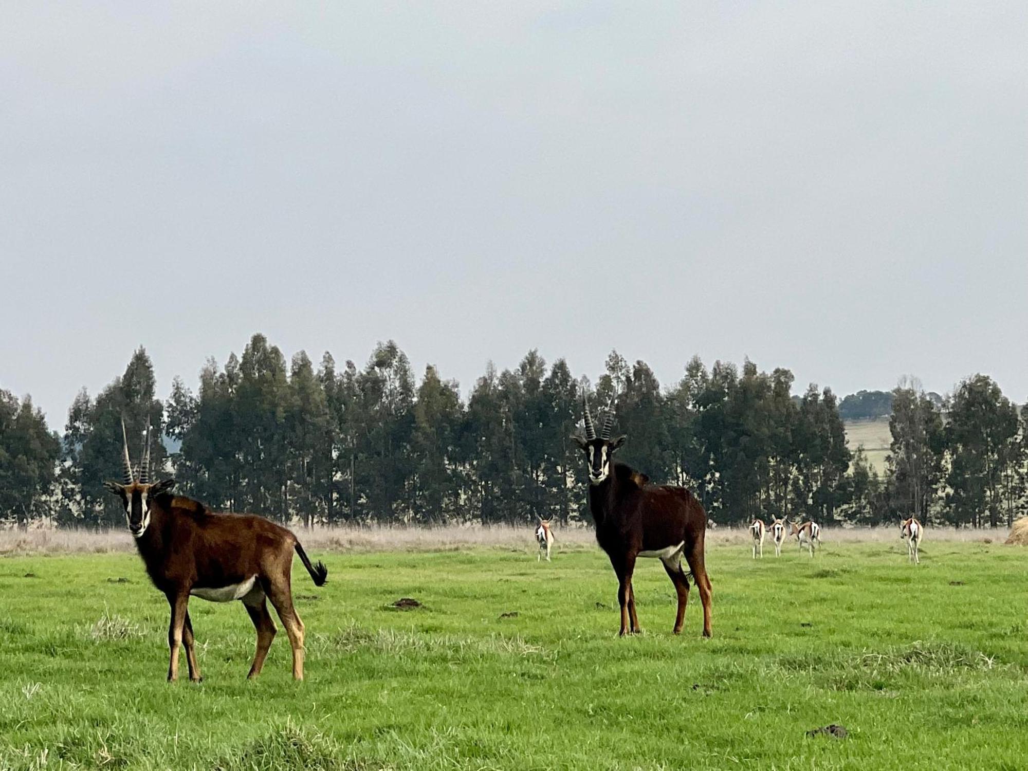 Merino Stal Guest Farm Ermelo Esterno foto