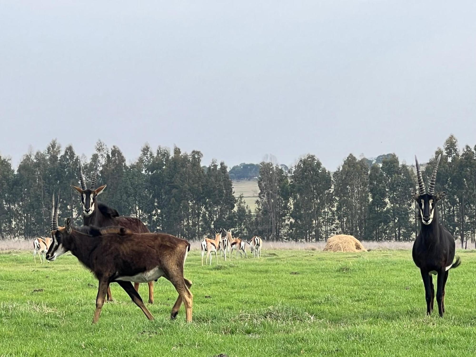 Merino Stal Guest Farm Ermelo Esterno foto